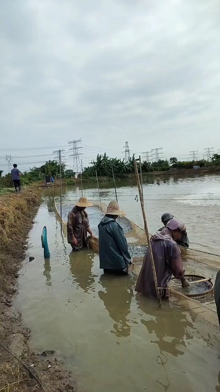 草鱼苗  鲩鱼苗 草鱼 草鲩