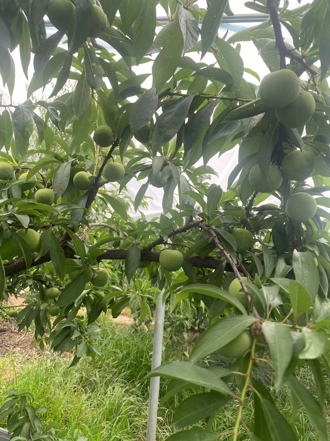 巨进李子苗，晚熟蜂糖李。基地直发，保湿发货，自花授粉，产量高