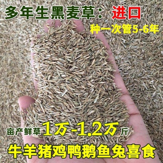 沭阳县多年生黑麦草