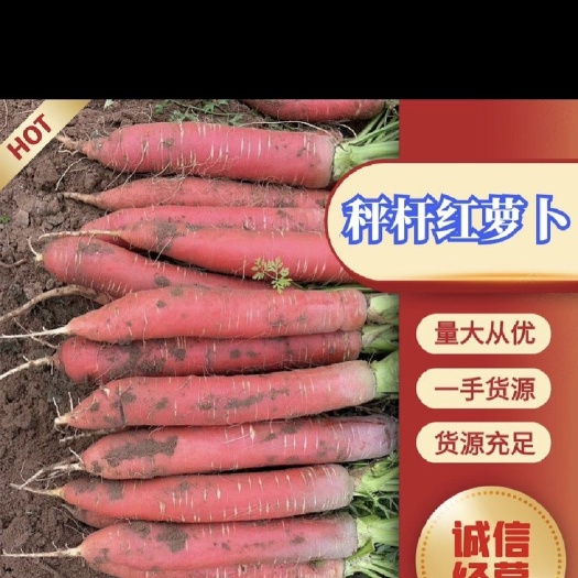 大荔县大荔沙地水果胡萝卜秤杆红萝卜对接全国批发市场产地直供一手货源