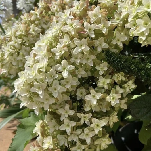 成都栎叶绣球雪花