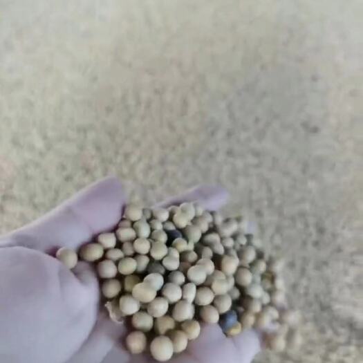 广州俄罗斯非转基因大豆