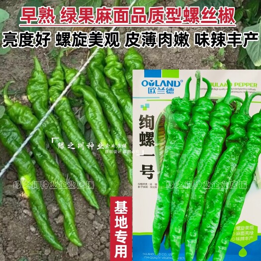 沭阳县欧兰德绚螺一号螺丝椒种子香辣皮薄大果麻面特大螺丝辣椒种子丰产