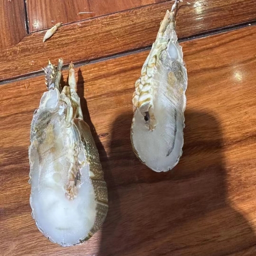 泉州各规格各类冻品都有