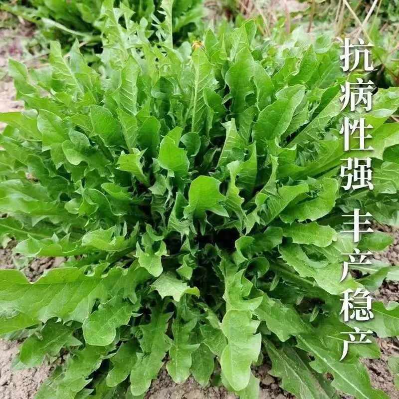 蒲公英种子四季种植食用野菜耐寒热婆婆丁菜种子农田菜园基地种子