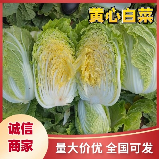 滕州市滕州黄心大白菜 大量上市 货源充足 产地直发