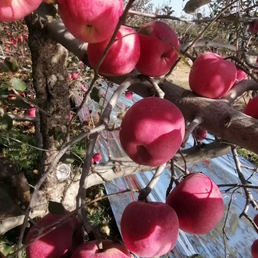 绥中县自己家果园红富士，王林。甜脆可口，汁多，耐储存