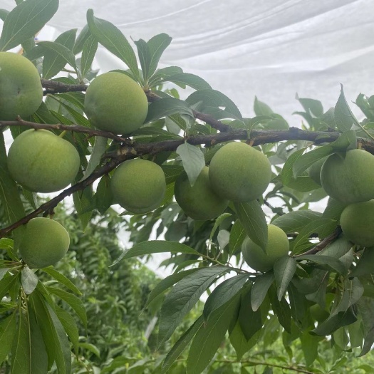 苍溪县巨进李子苗，晚熟李子苗基地直发保湿发货自花授粉糖度高，产量高