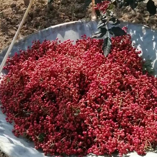 西宁甘肃花椒，今年的新品