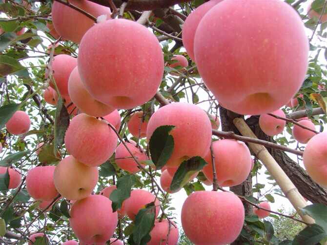 陕西省渭南市大荔县优质红富士苹果鲜香甜美