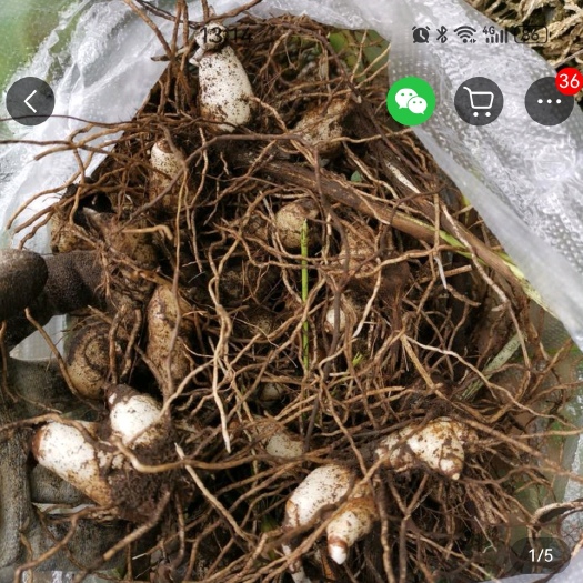 金华三叉白芨