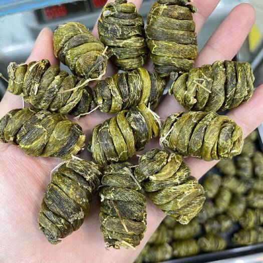广州珍虫石斛