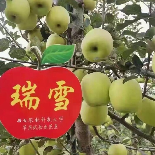 永寿县瑞雪青苹果～西北农林科技大学选育基地，价格可商议！