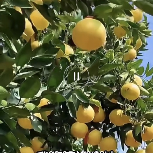 平和县黄金葡萄柚