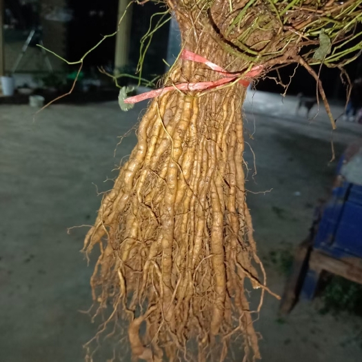 泰和县江西粉防己大苗，土木香种苗