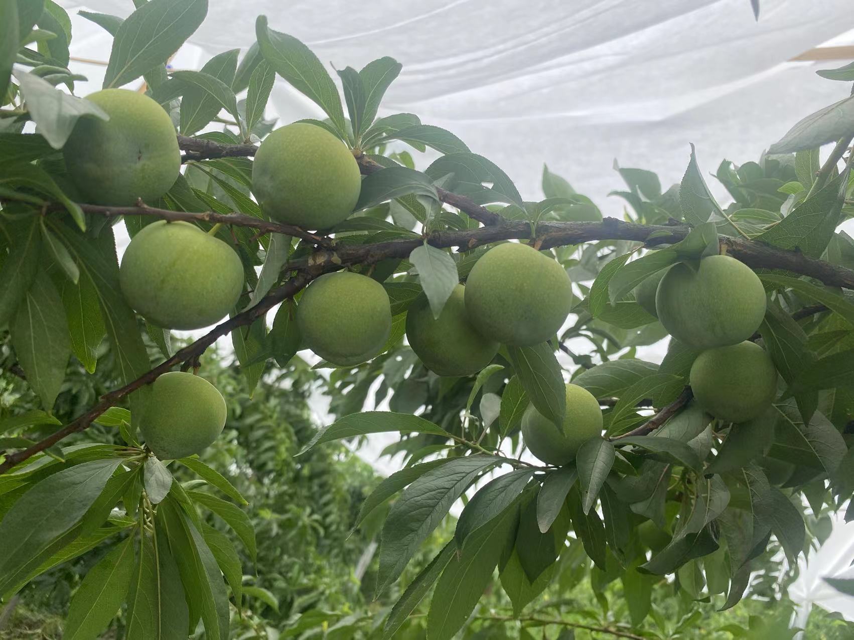 巨进李子苗，晚熟蜂糖李。基地直发，保湿发货，自花授粉，产量高