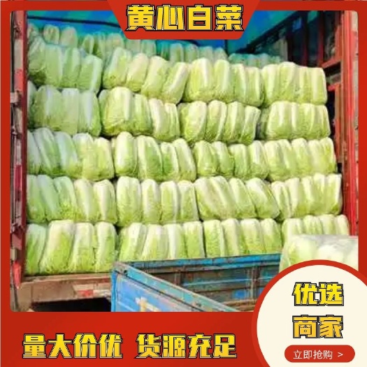 滕州大白菜大量上市  产地直发 专业代办