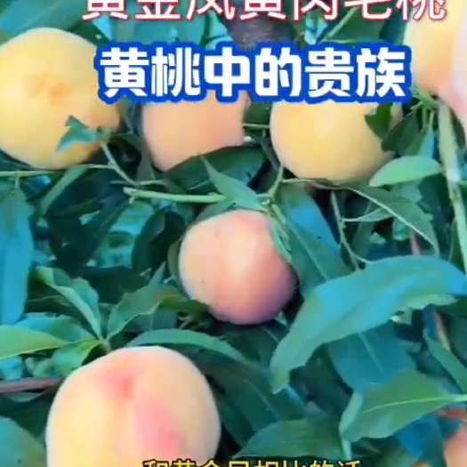 萧县黄玫瑰黄桃苗