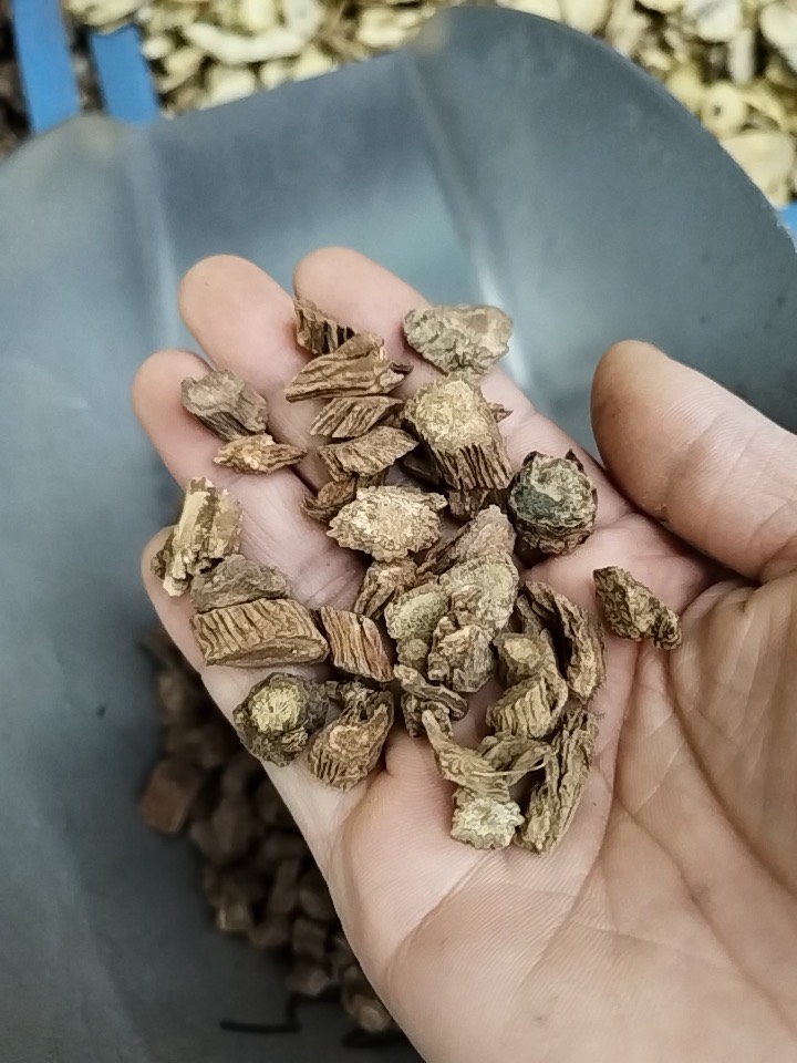 续断 优质中药材川断产地批发
