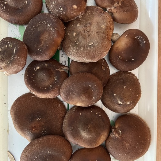 仁怀市马桑菌