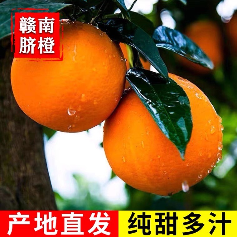 橙子贛南臍橙江西橙子產(chǎn)地直發(fā)新鮮應(yīng)季水果薄皮橙子整箱批發(fā)包郵