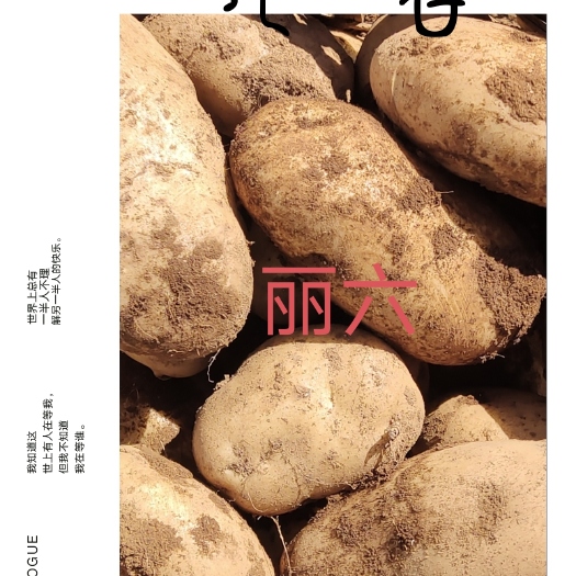 丽江产地丽江！丽薯六号一级种