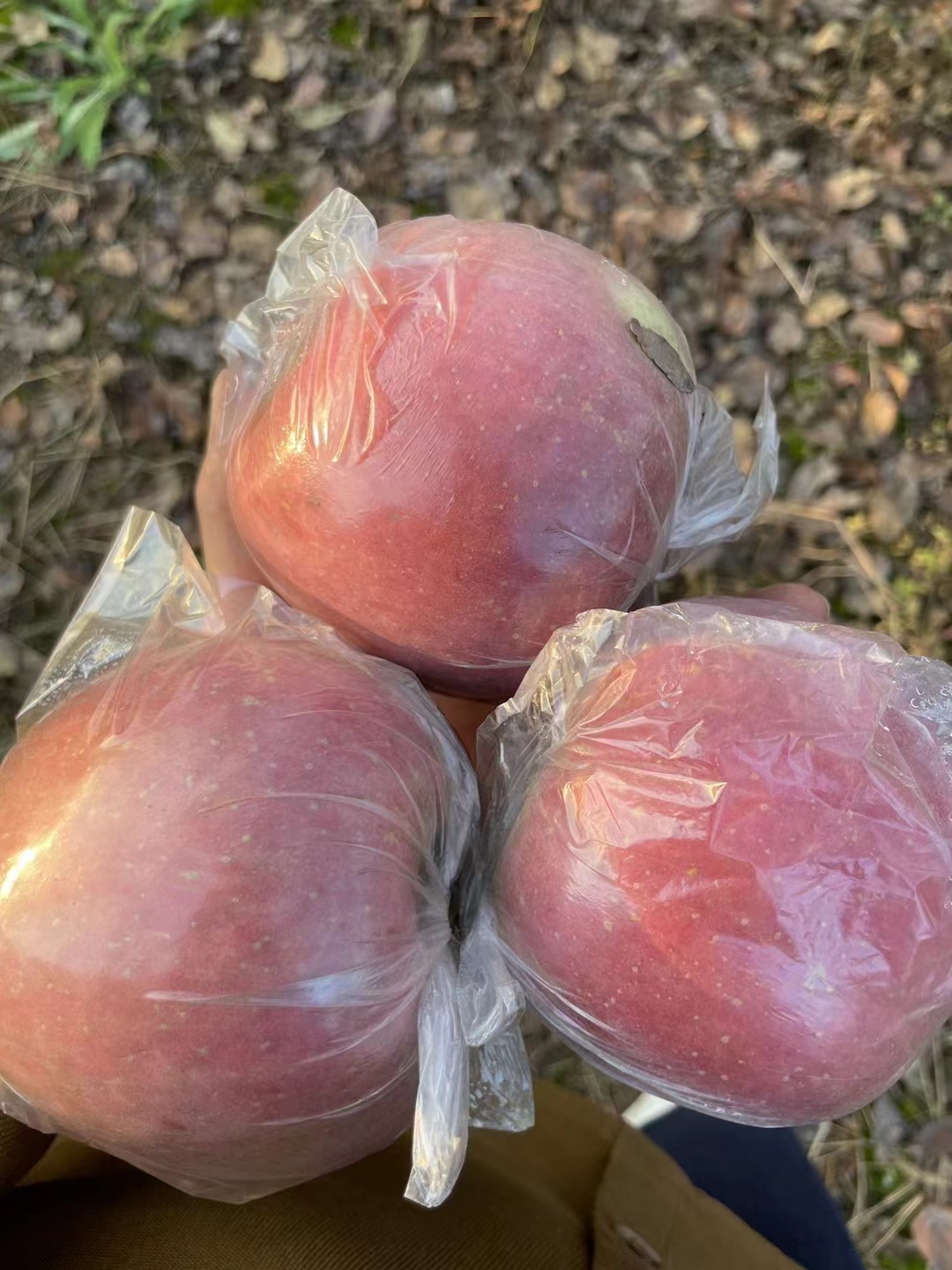 陕西红富士苹果 甘甜多汁 VC含量高