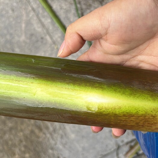缙云县茭白