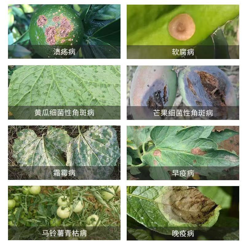 77%氢氧化铜杀菌剂柑橘溃疡病消毒细菌性角斑病