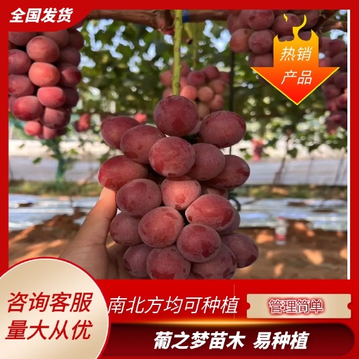兴城市妮娜皇后嫁接苗 101-14砧木 包纯度 免费提供技术指导