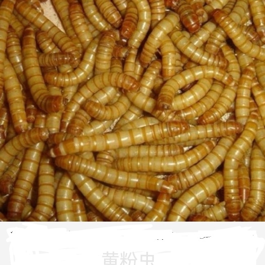 淮北黄粉虫活虫