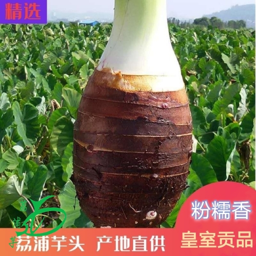 荔浦市香芋  包粉糯  产地直供 一件代发全国包邮