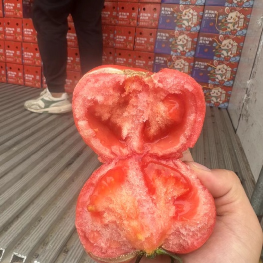 寿光市普罗旺斯西红柿
