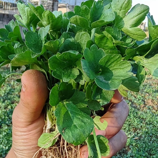 淮滨县猫爪草种苗