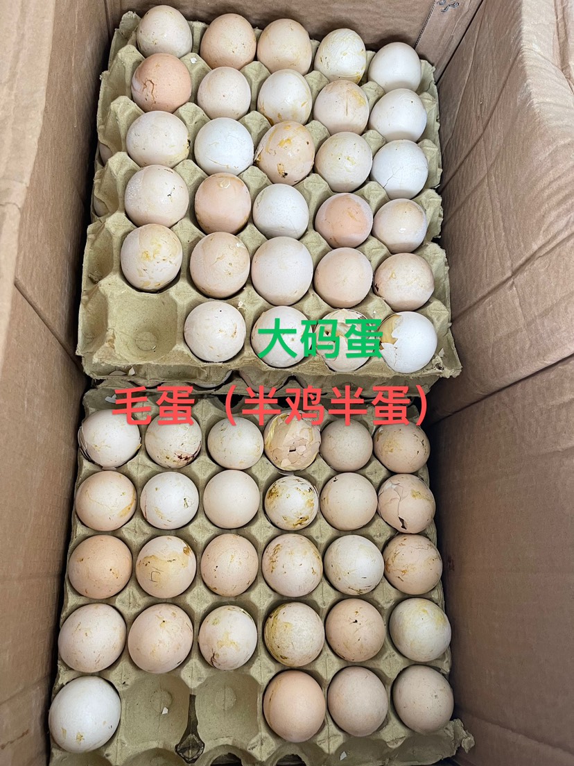 毛蛋