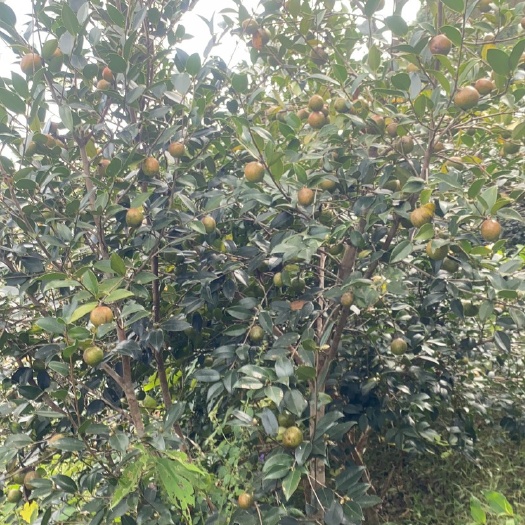 岑溪市岑软2号3号良种油茶鲜果出油率25 ％以上