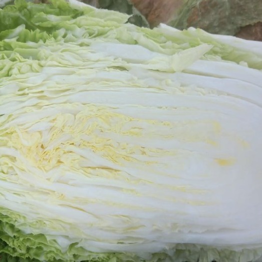 浚县鹤壁小河白菜