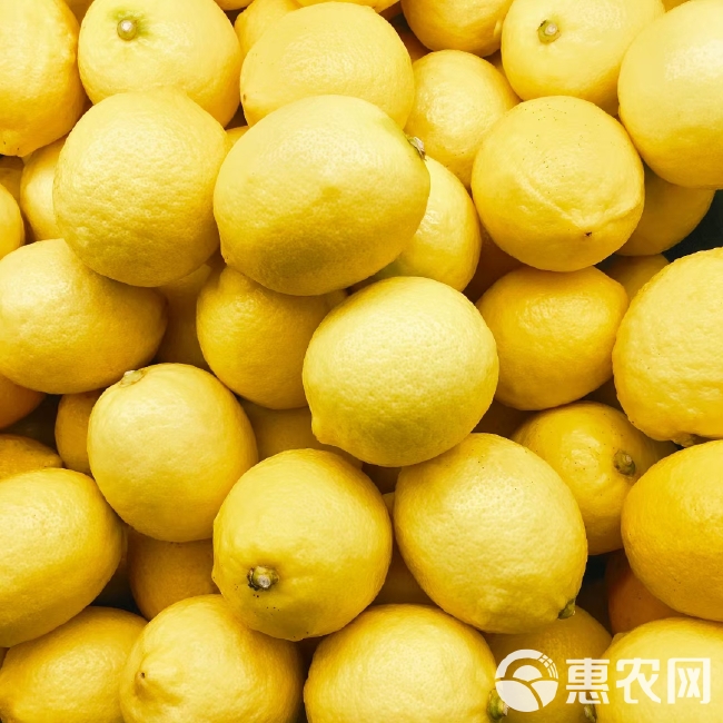 黄柠檬 尤力克柠檬  果园直销 皮薄汁多 对接各渠道批发