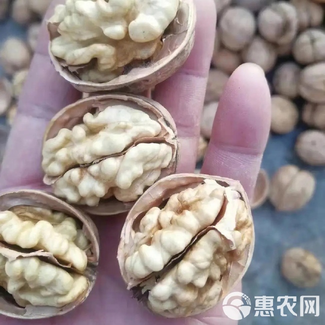 阿克苏185纸皮核桃