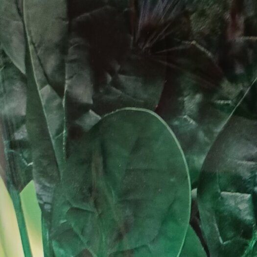 滑县大叶菠菜