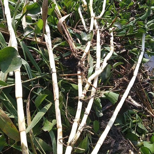 陆丰市新鲜现挖挑选 无土 芦苇根 80斤起批。深圳广州优先