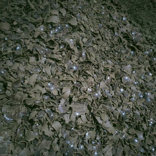 郓城县棉籽饼，果树用它作底肥能增加果子的糖分，果色鲜艳果树病害减少