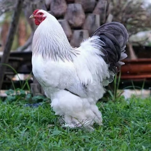 汶上县大体型婆罗门观赏鸡 脱温育肥婆罗门鸡苗 新鲜受精种蛋