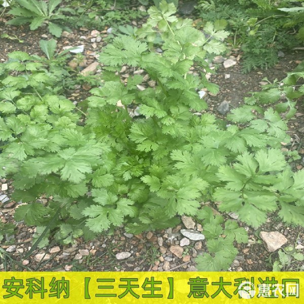 安科纳三天生意大利香菜种子四季香菜抗寒耐热口感好香菜