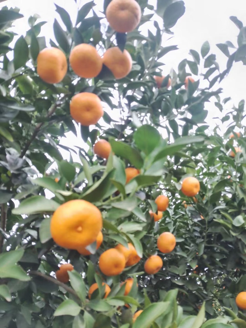新余蜜桔大量有货，低价处理