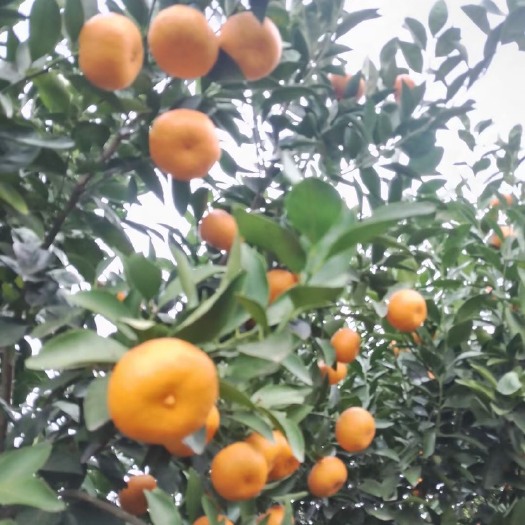 新余蜜桔大量有货，低价处理