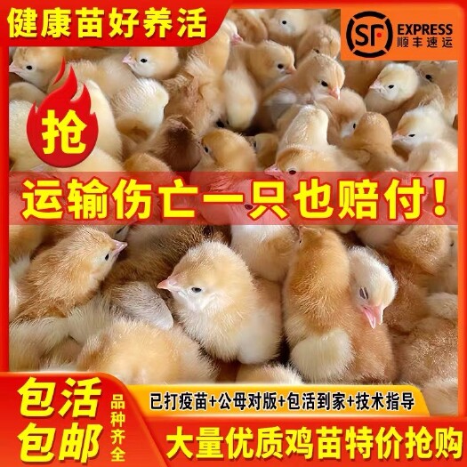 【批发零售】小鸡活苗三黄鸡九斤红青脚土鸡五黑鸡保活到家