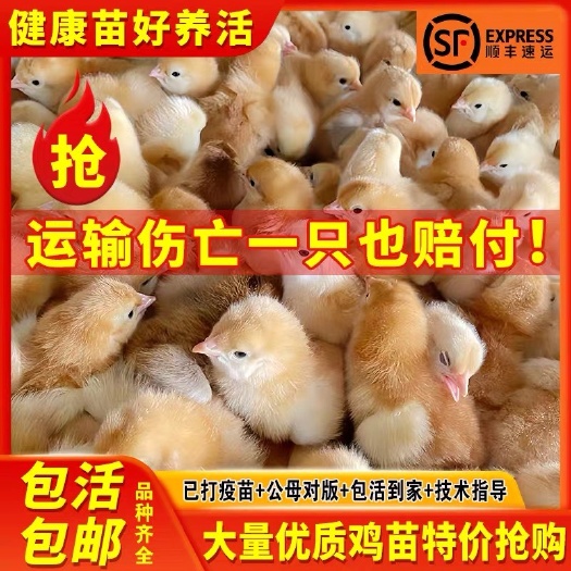 启东市【批发零售】小鸡活苗三黄鸡九斤红青脚土鸡五黑鸡保活到家