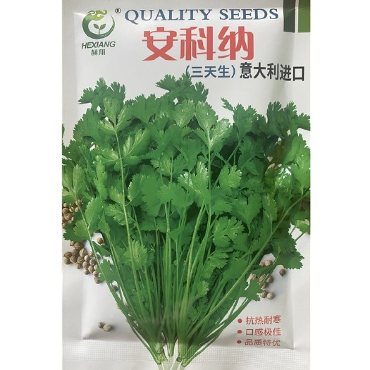 安科纳三天生意大利香菜种子四季香菜抗寒耐热口感好香菜