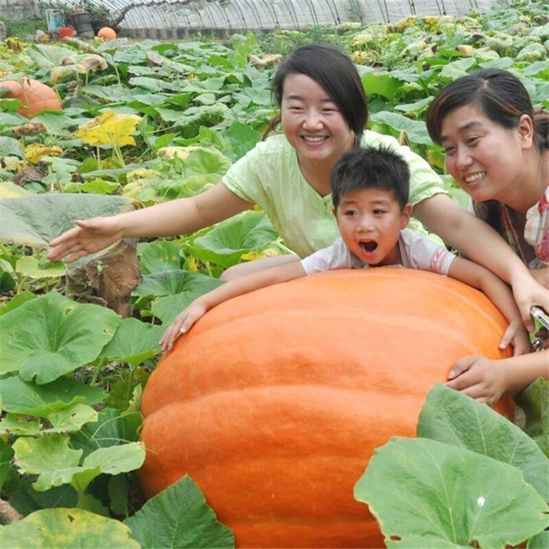 巨型南瓜种子特大南瓜观赏食用南瓜四季蔬菜种子